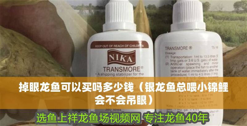 掉眼龍魚可以買嗎多少錢（銀龍魚總喂小錦鯉會(huì)不會(huì)吊眼）