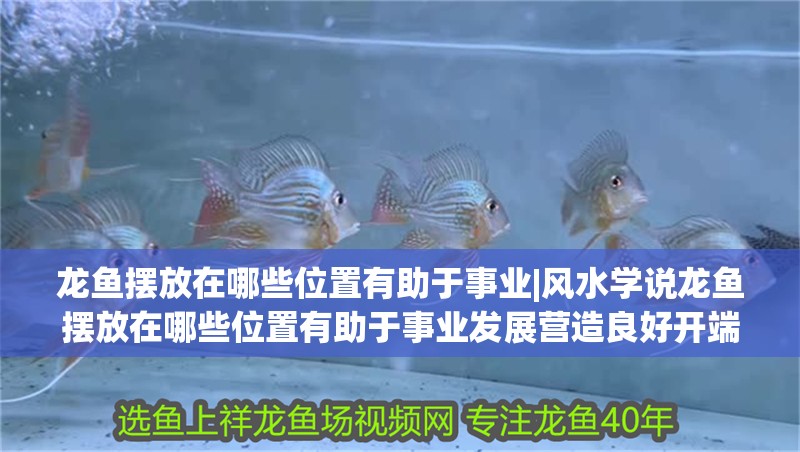 龍魚擺放在哪些位置有助于事業|風水學說龍魚擺放在哪些位置有助于事業發展營造良好開端