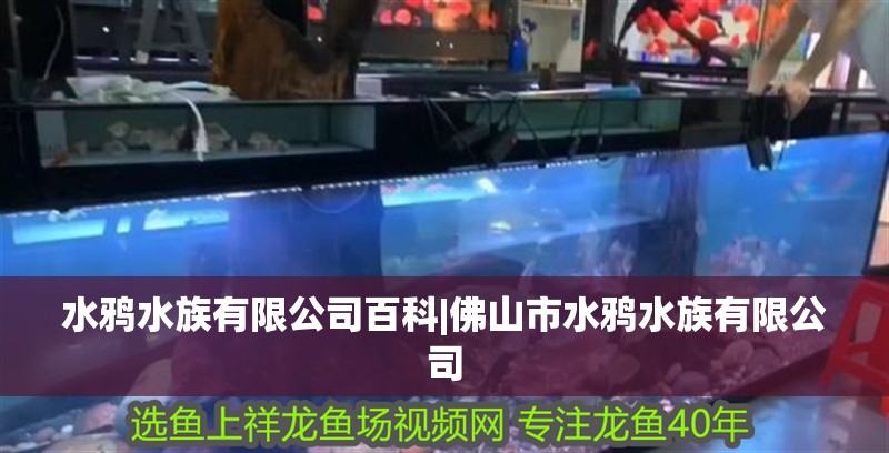 水鴉水族有限公司百科|佛山市水鴉水族有限公司