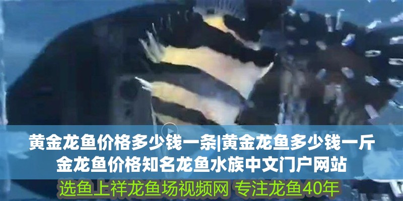黃金龍魚價格多少錢一條|黃金龍魚多少錢一斤金龍魚價格知名龍魚水族中文門戶網站