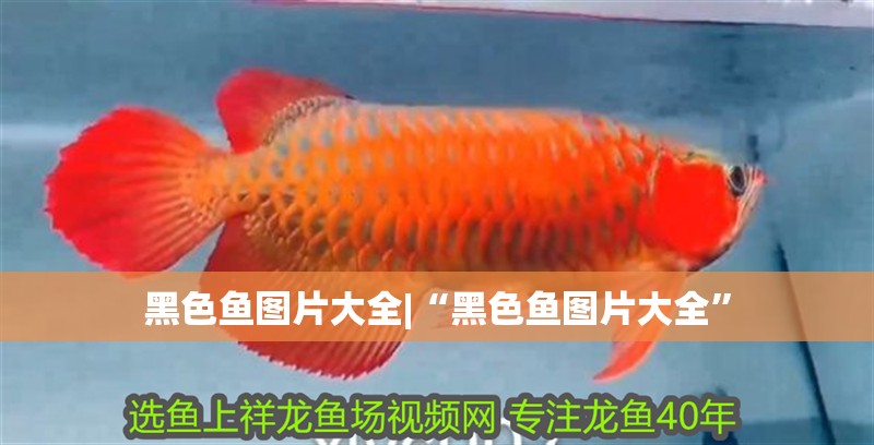 黑色魚圖片大全|“黑色魚圖片大全”