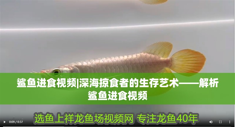 鯊魚進食視頻|深海掠食者的生存藝術——解析鯊魚進食視頻