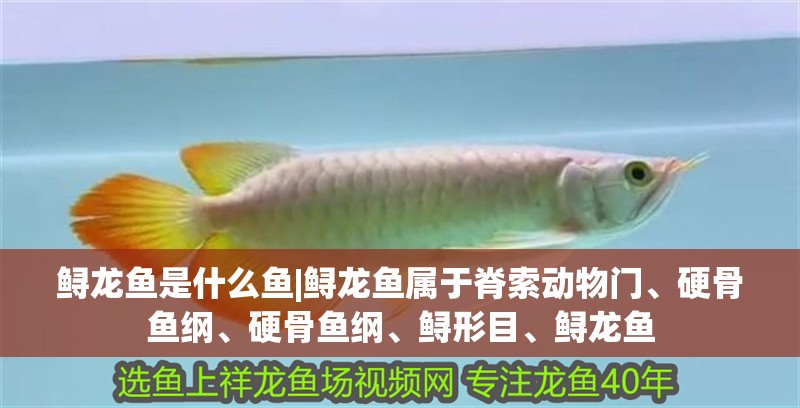 鱘龍魚是什么魚|鱘龍魚屬于脊索動物門、硬骨魚綱、硬骨魚綱、鱘形目、鱘龍魚