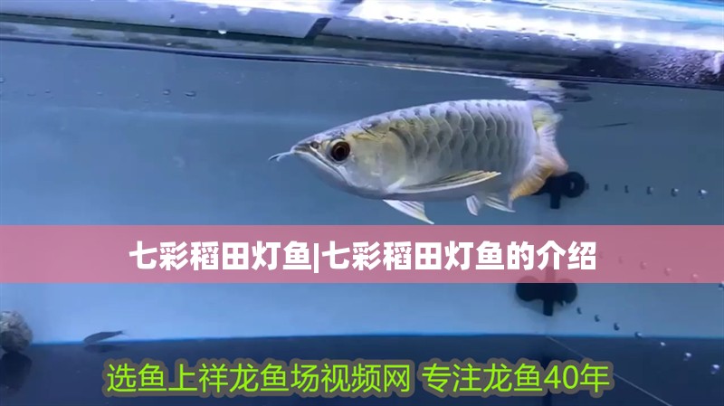 七彩稻田燈魚|七彩稻田燈魚的介紹