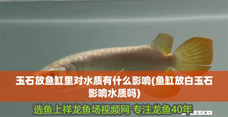 玉石放魚缸里對水質(zhì)有什么影響(魚缸放白玉石影響水質(zhì)嗎)