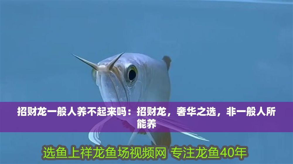 招財龍一般人養不起來嗎：招財龍，奢華之選，非一般人所能養