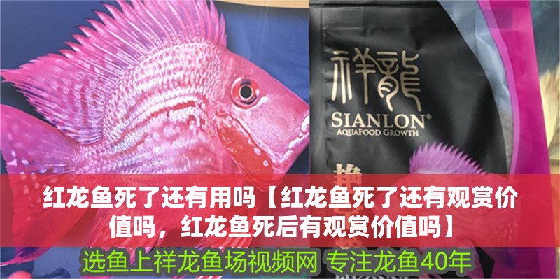 紅龍魚死了還有用嗎【紅龍魚死了還有觀賞價(jià)值嗎，紅龍魚死后有觀賞價(jià)值嗎】