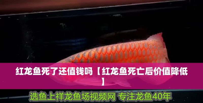 紅龍魚死了還值錢嗎【紅龍魚死亡后價值降低】