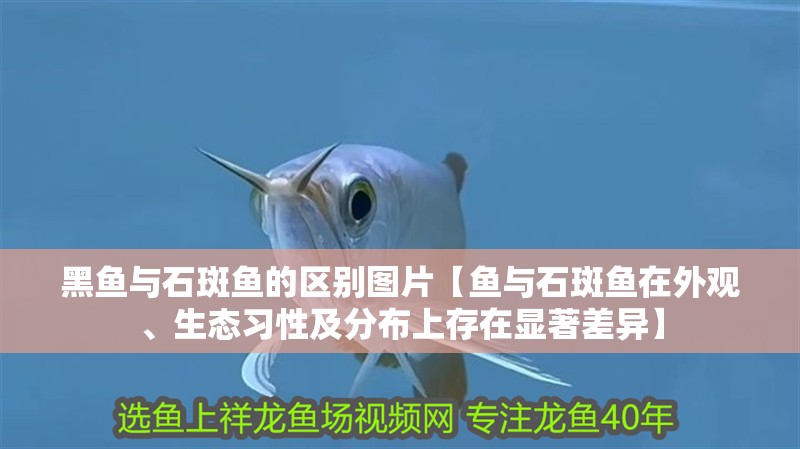 黑魚與石斑魚的區別圖片【魚與石斑魚在外觀、生態習性及分布上存在顯著差異】