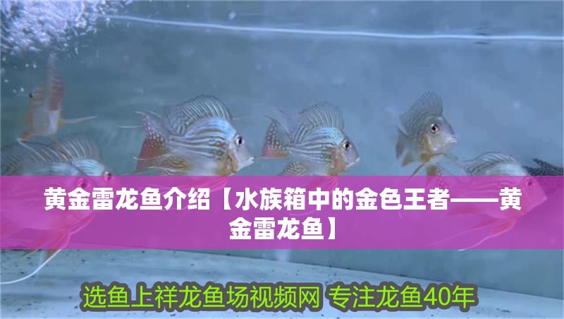 黃金雷龍魚介紹【水族箱中的金色王者——黃金雷龍魚】