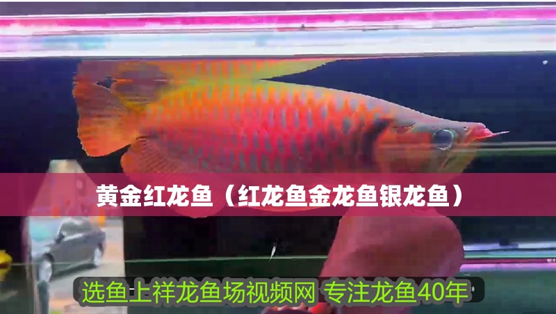 黃金紅龍魚（紅龍魚金龍魚銀龍魚）