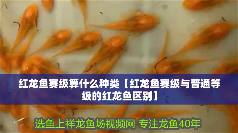 紅龍魚賽級算什么種類【紅龍魚賽級與普通等級的紅龍魚區別】 紅龍魚賽級算什么種類【紅龍魚賽級與普通等級的紅龍魚區別】 水族問答