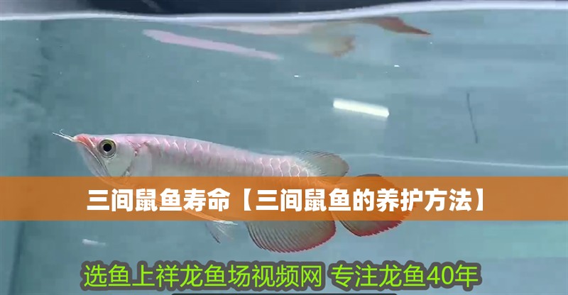 三間鼠魚壽命【三間鼠魚的養護方法】
