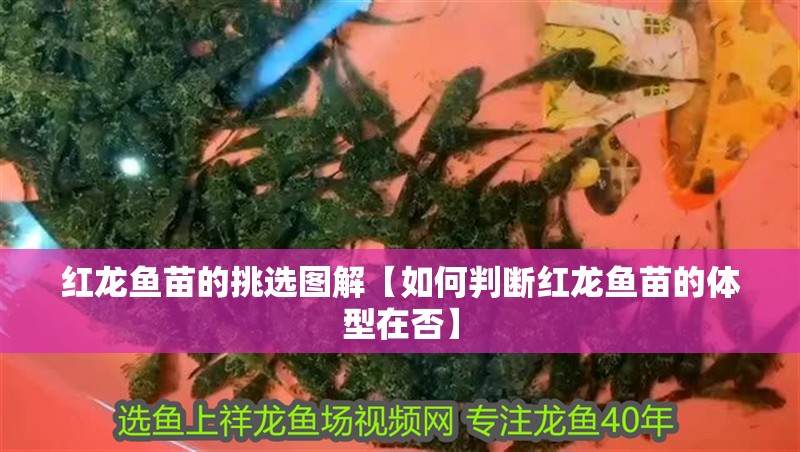 紅龍魚苗的挑選圖解【如何判斷紅龍魚苗的體型在否】