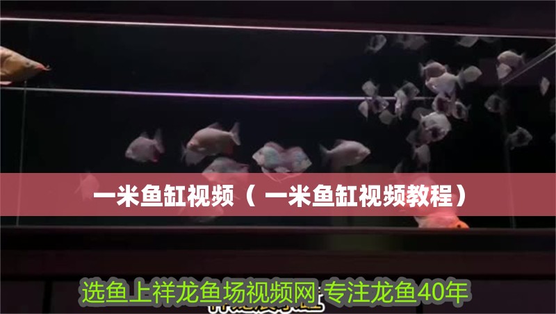 一米魚缸視頻（ 一米魚缸視頻教程）