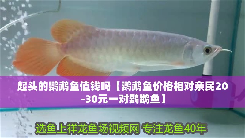 起頭的鸚鵡魚值錢嗎【鸚鵡魚價格相對親民20-30元一對鸚鵡魚】
