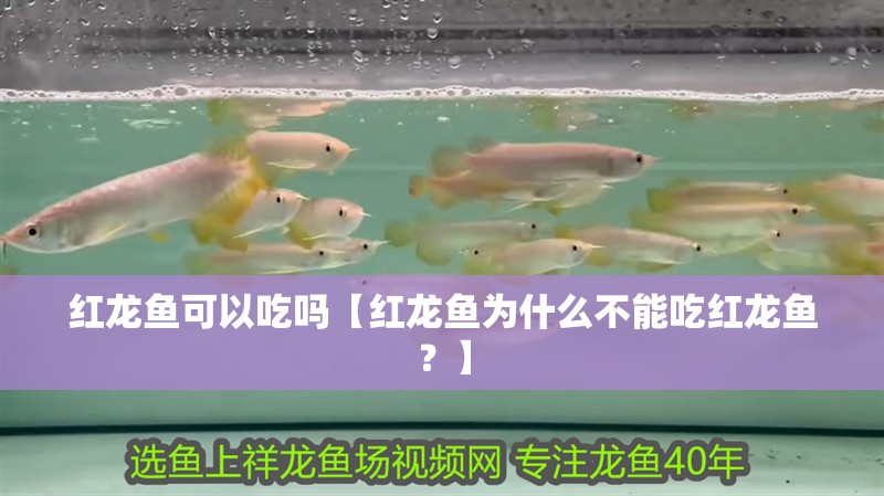 紅龍魚可以吃嗎【紅龍魚為什么不能吃紅龍魚？】