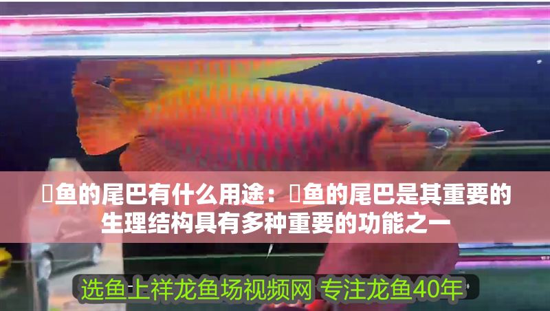 魟魚的尾巴有什么用途：魟魚的尾巴是其重要的生理結構具有多種重要的功能之一