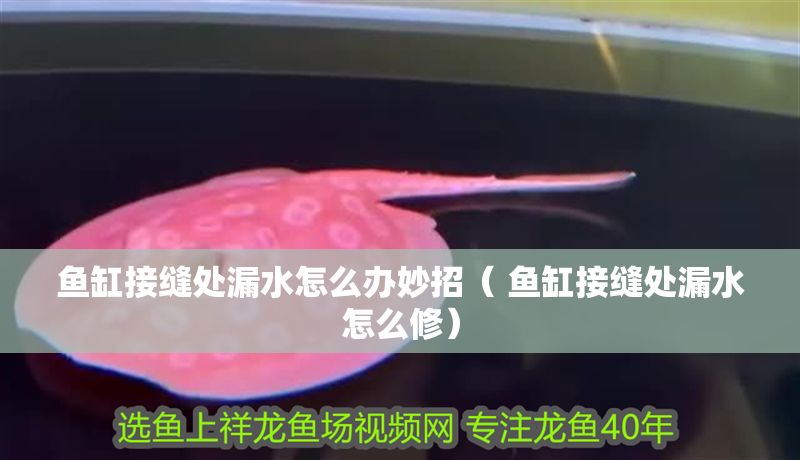 魚缸接縫處漏水怎么辦妙招（ 魚缸接縫處漏水怎么修）