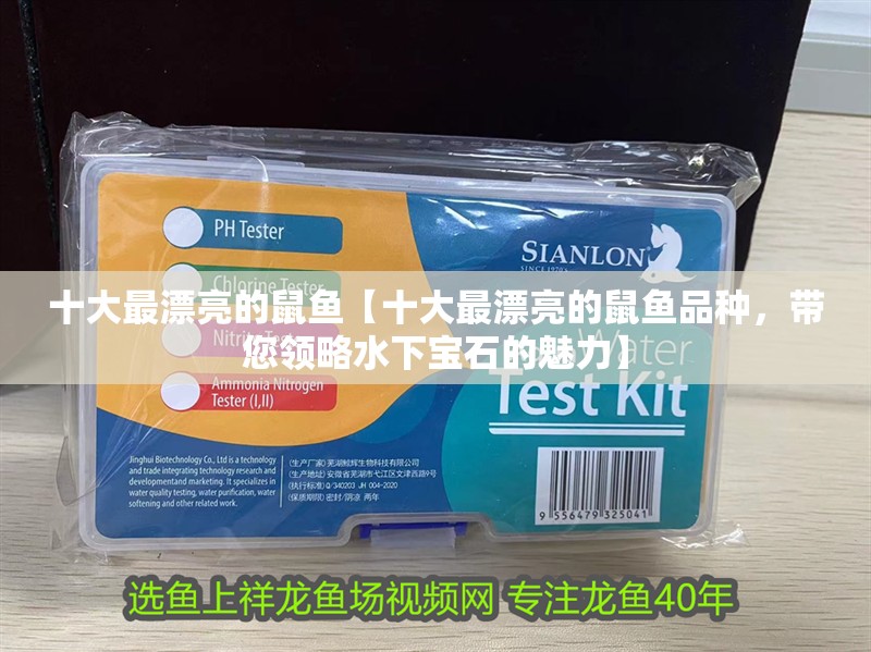 十大最漂亮的鼠魚【十大最漂亮的鼠魚品種，帶您領略水下寶石的魅力】