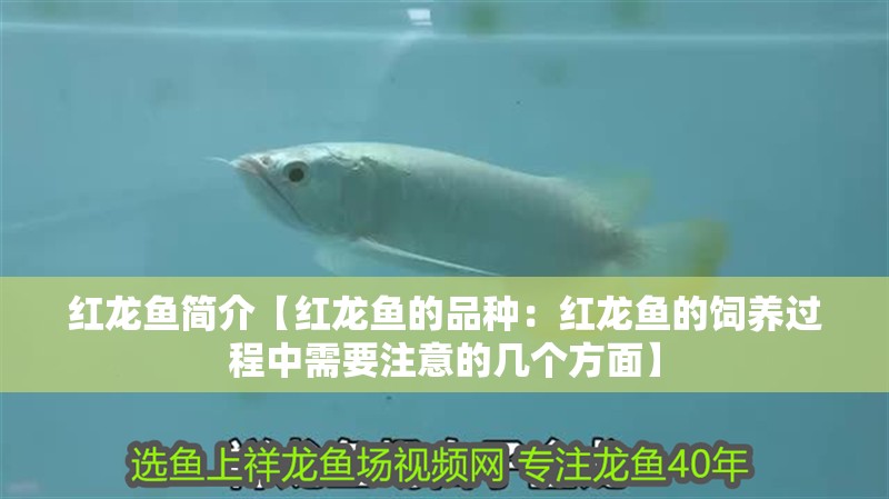 紅龍魚簡(jiǎn)介【紅龍魚的品種：紅龍魚的飼養(yǎng)過程中需要注意的幾個(gè)方面】