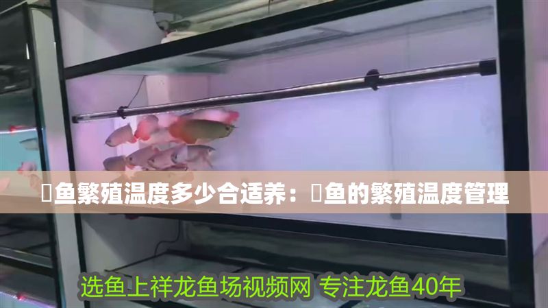 魟魚繁殖溫度多少合適養：魟魚的繁殖溫度管理
