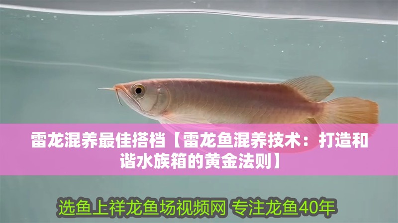 雷龍混養(yǎng)最佳搭檔【雷龍魚混養(yǎng)技術(shù)：打造和諧水族箱的黃金法則】