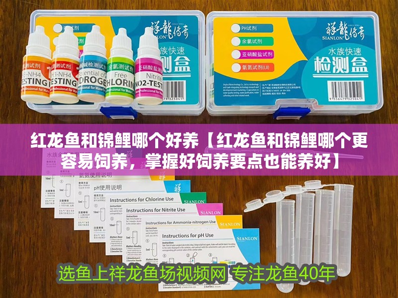 紅龍魚和錦鯉哪個(gè)好養(yǎng)【紅龍魚和錦鯉哪個(gè)更容易飼養(yǎng)，掌握好飼養(yǎng)要點(diǎn)也能養(yǎng)好】