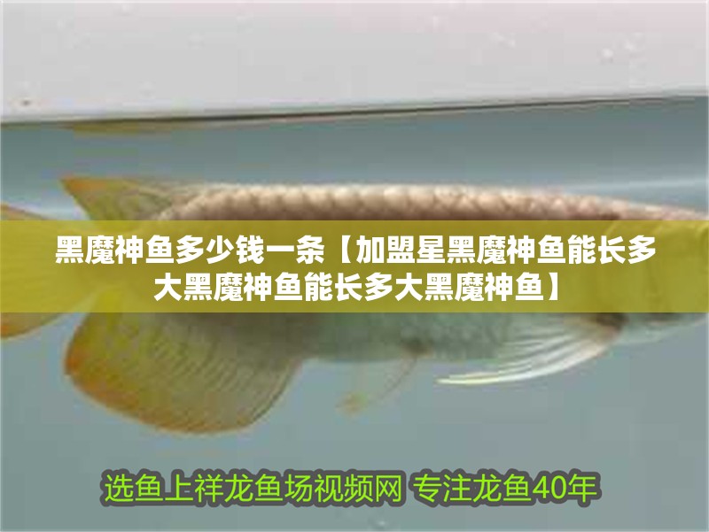 黑魔神魚多少錢一條【加盟星黑魔神魚能長多大黑魔神魚能長多大黑魔神魚】