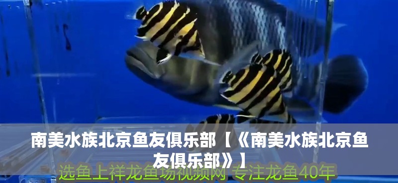 <strong><mark>南美水族</mark></strong>北京魚友俱樂部【《<strong><mark>南美水族</mark></strong>北京魚友俱樂部》】