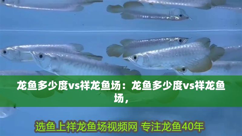 龍魚多少度vs祥龍魚場：龍魚多少度vs祥龍魚場，