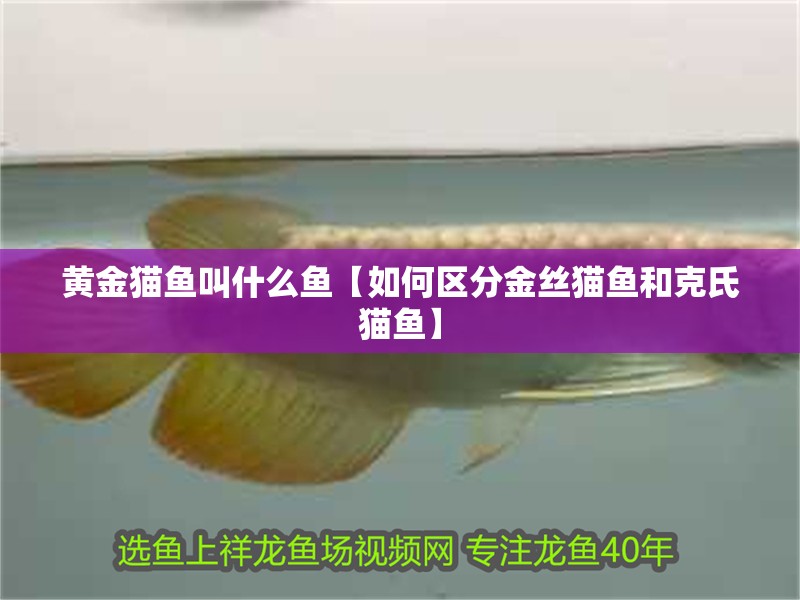 黃金貓魚叫什么魚【如何區分金絲貓魚和克氏貓魚】
