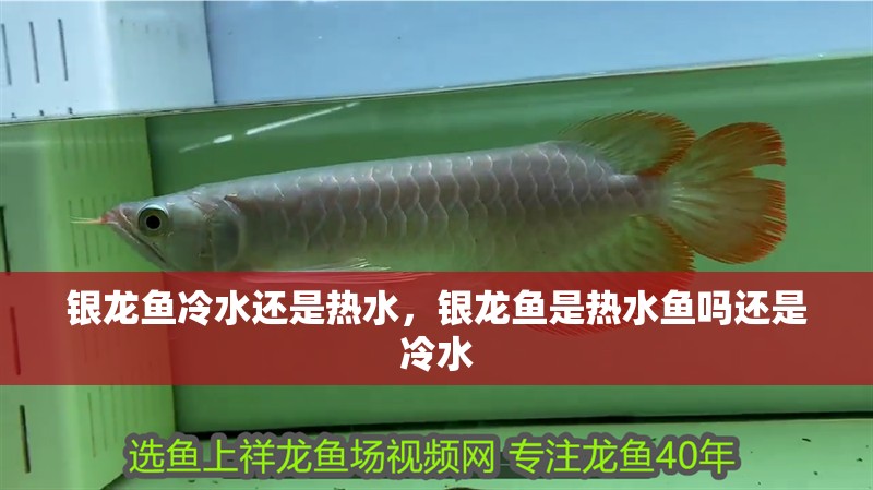 銀龍魚冷水還是熱水，銀龍魚是熱水魚嗎還是冷水