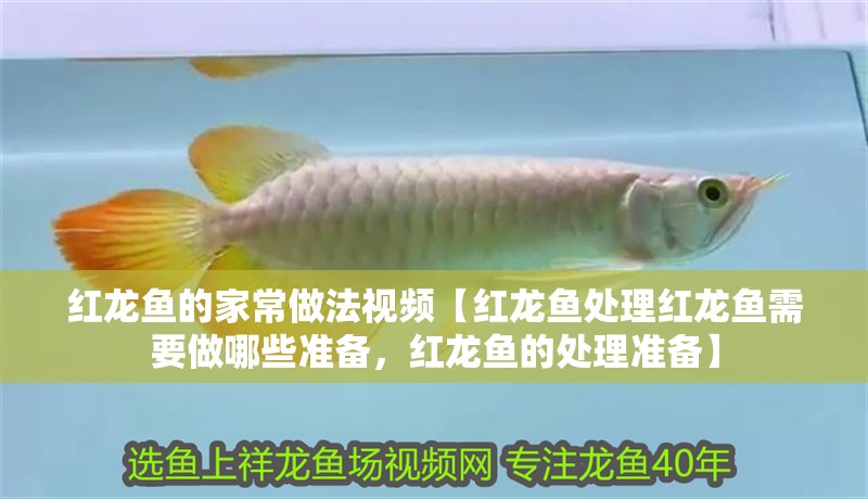 紅龍魚的家常做法視頻【紅龍魚處理紅龍魚需要做哪些準備，紅龍魚的處理準備】