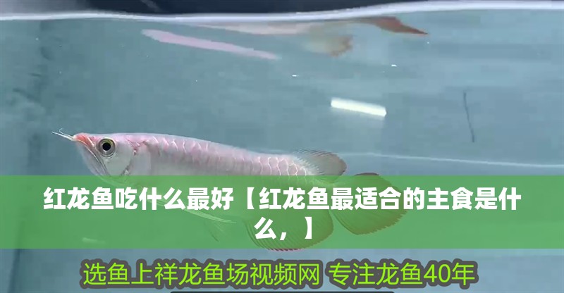 紅龍魚吃什么最好【紅龍魚最適合的主食是什么，】