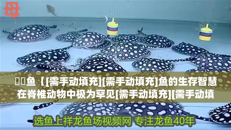 鳑鲏?mèng)~【[需手動(dòng)填充][需手動(dòng)填充]魚的生存智慧在脊椎動(dòng)物中極為罕見[需手動(dòng)填充][需手動(dòng)填充]魚的生存智慧】