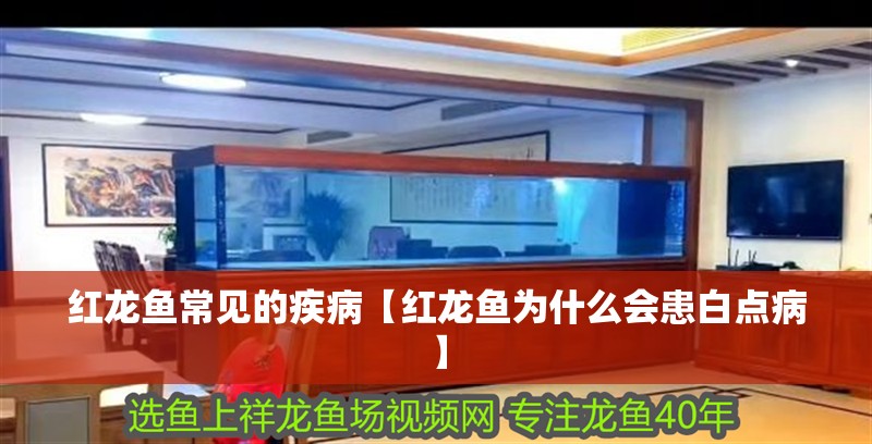 紅龍魚常見的疾病【紅龍魚為什么會患白點病】