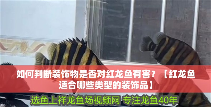 如何判斷裝飾物是否對紅龍魚有害？【紅龍魚適合哪些類型的裝飾品】