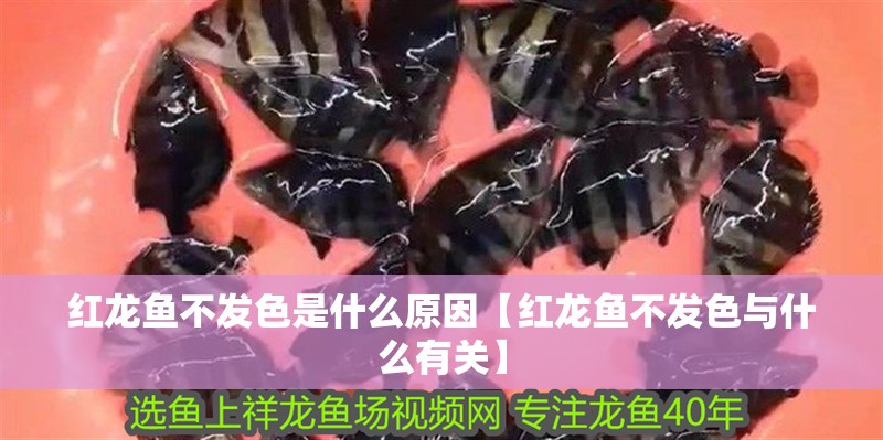 紅龍魚不發色是什么原因【紅龍魚不發色與什么有關】
