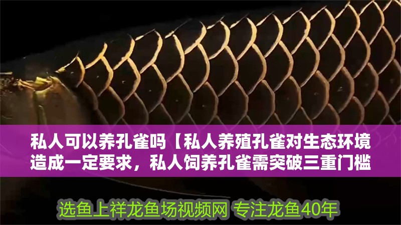 私人可以養(yǎng)孔雀嗎【私人養(yǎng)殖孔雀對生態(tài)環(huán)境造成一定要求，私人飼養(yǎng)孔雀需突破三重門檻】