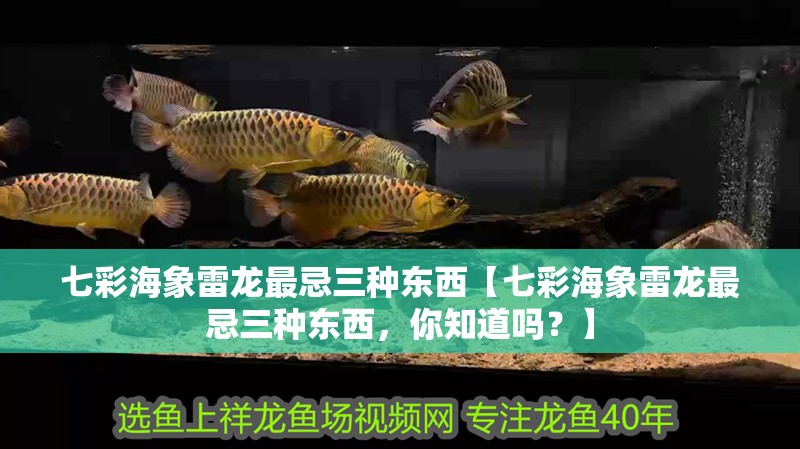 七彩海象雷龍最忌三種東西【七彩海象雷龍最忌三種東西，你知道嗎？】