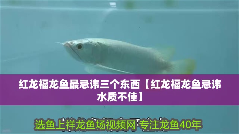 紅龍福龍魚最忌諱三個東西【紅龍福龍魚忌諱水質不佳】
