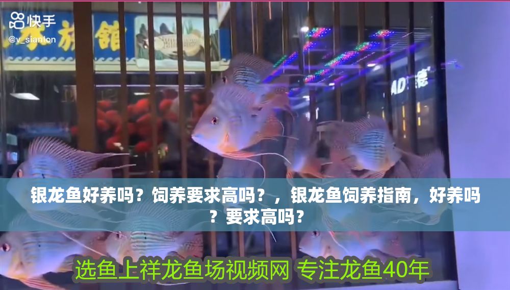 銀龍魚好養嗎？飼養要求高嗎？，銀龍魚飼養指南，好養嗎？要求高嗎？