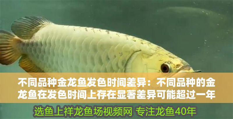 不同品種金龍魚發色時間差異：不同品種的金龍魚在發色時間上存在顯著差異可能超過一年