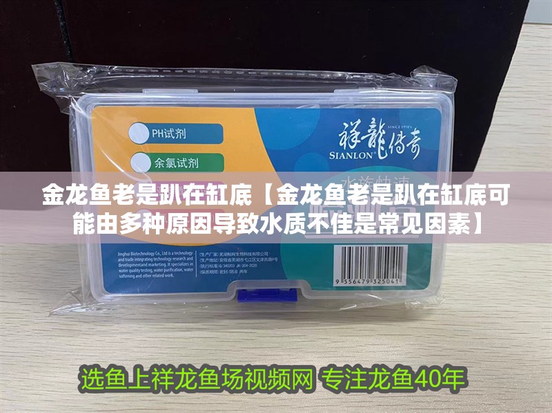 金龍魚老是趴在缸底【金龍魚老是趴在缸底可能由多種原因導致水質不佳是常見因素】