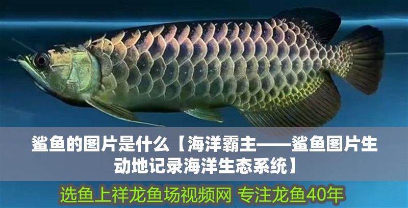 鯊魚的圖片是什么【海洋霸主——鯊魚圖片生動地記錄海洋生態系統】