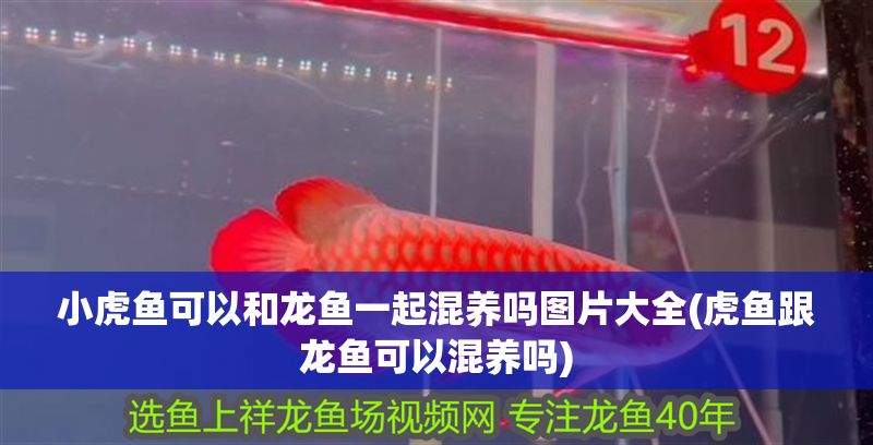 小虎魚可以和龍魚一起混養嗎圖片大全(虎魚跟龍魚可以混養嗎) 小虎魚可以和龍魚一起混養嗎圖片大全(虎魚跟龍魚可以混養嗎) 虎魚百科 第1張