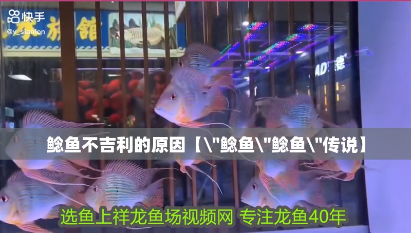 鯰魚不吉利的原因【\
