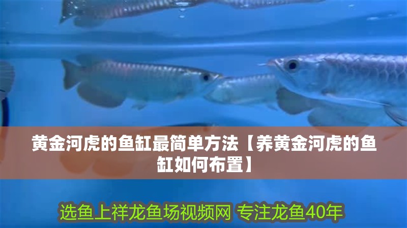 黃金河虎的魚缸最簡單方法【養黃金河虎的魚缸如何布置】
