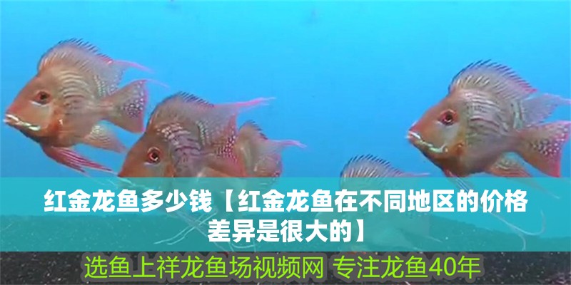 紅金龍魚多少錢【紅金龍魚在不同地區的價格差異是很大的】
